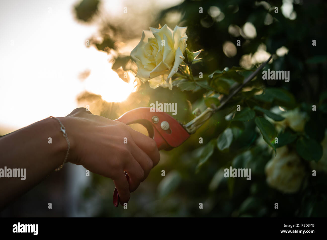 A wife cuts a rose with a red pruner. Stock Photo