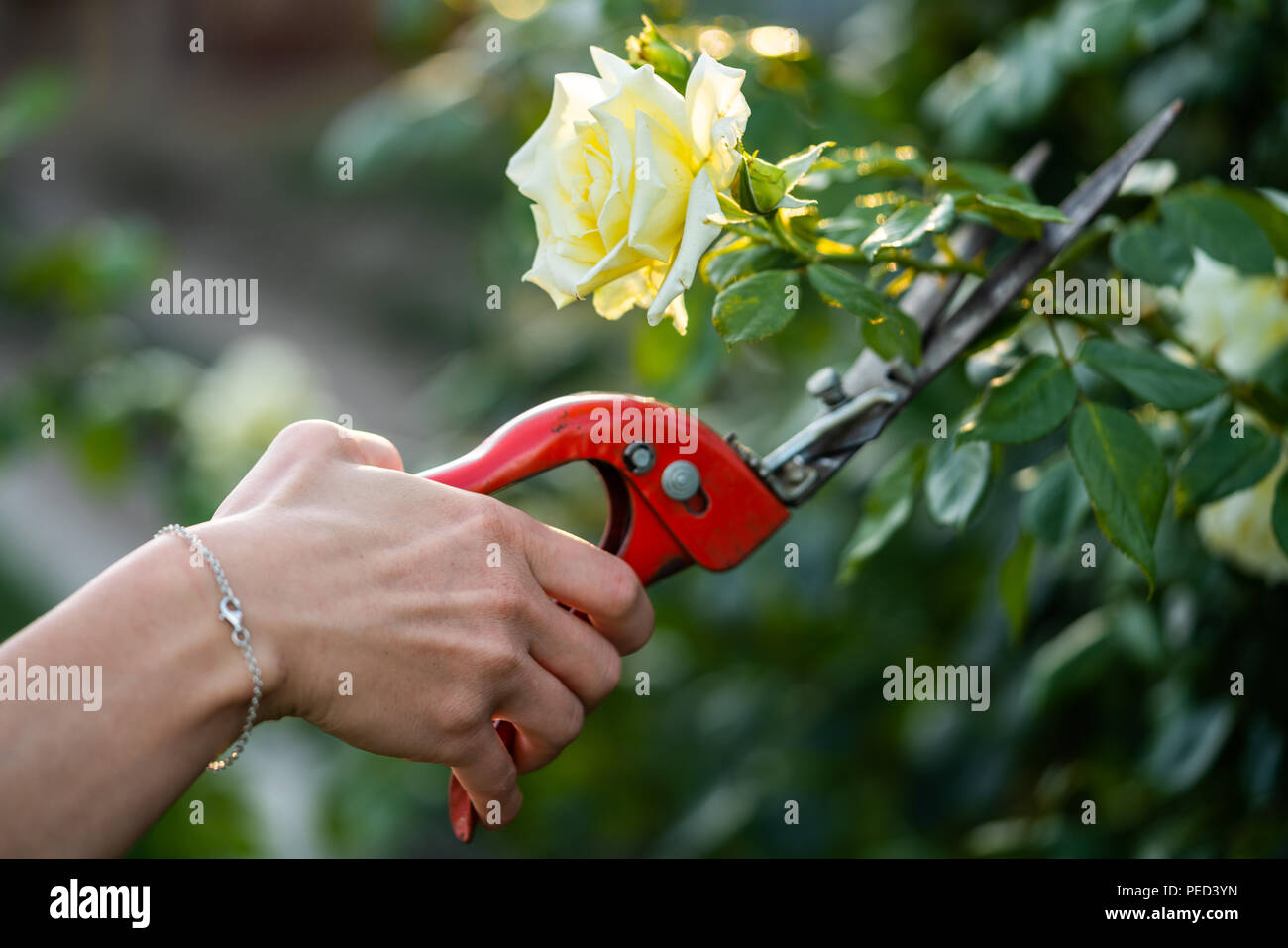 A woman cuts a rose with a pruner. Stock Photo