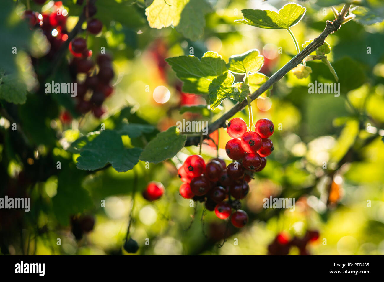 Some red currants on a bush. Stock Photo