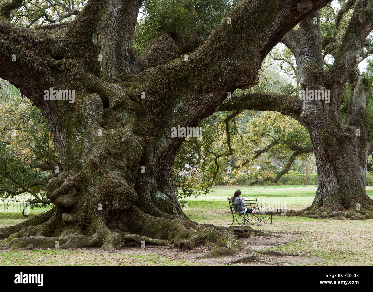 Louisiana Trees