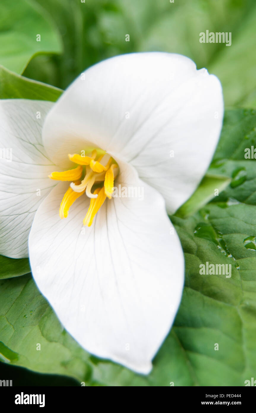 A white trillium growing in Portland, Oregon. Stock Photo