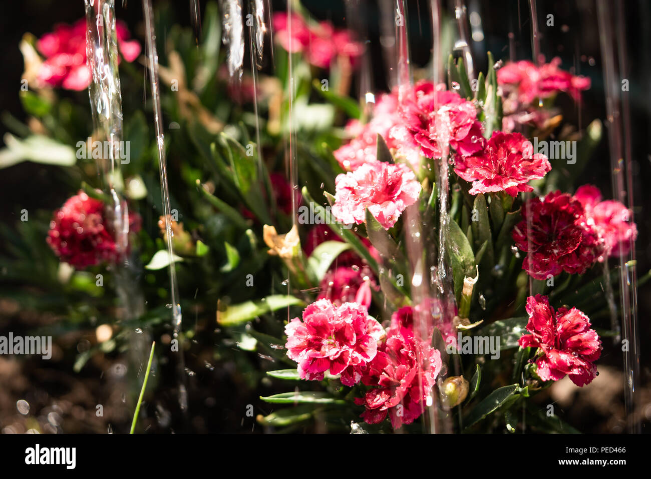 Some red-pinkish flowers are being watered. Stock Photo