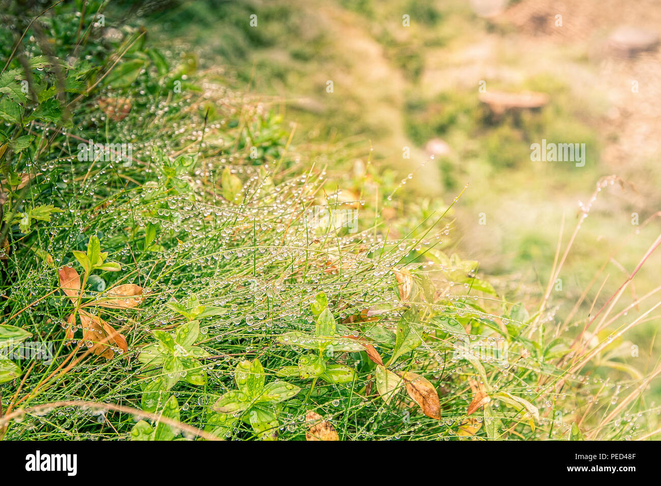 Rain drops on grass hi-res stock photography and images - Alamy
