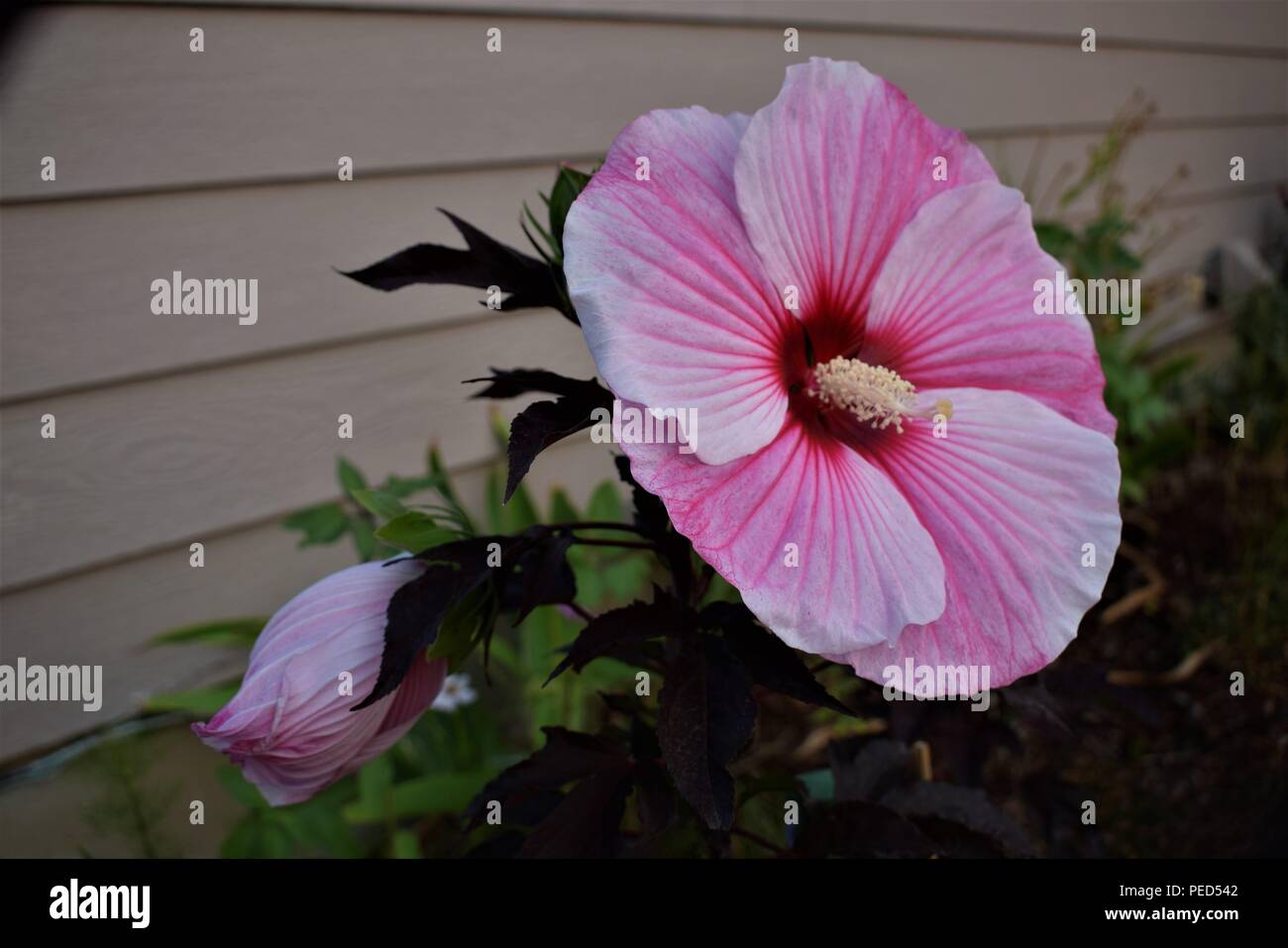 Hardy Hibiscus Stock Photo