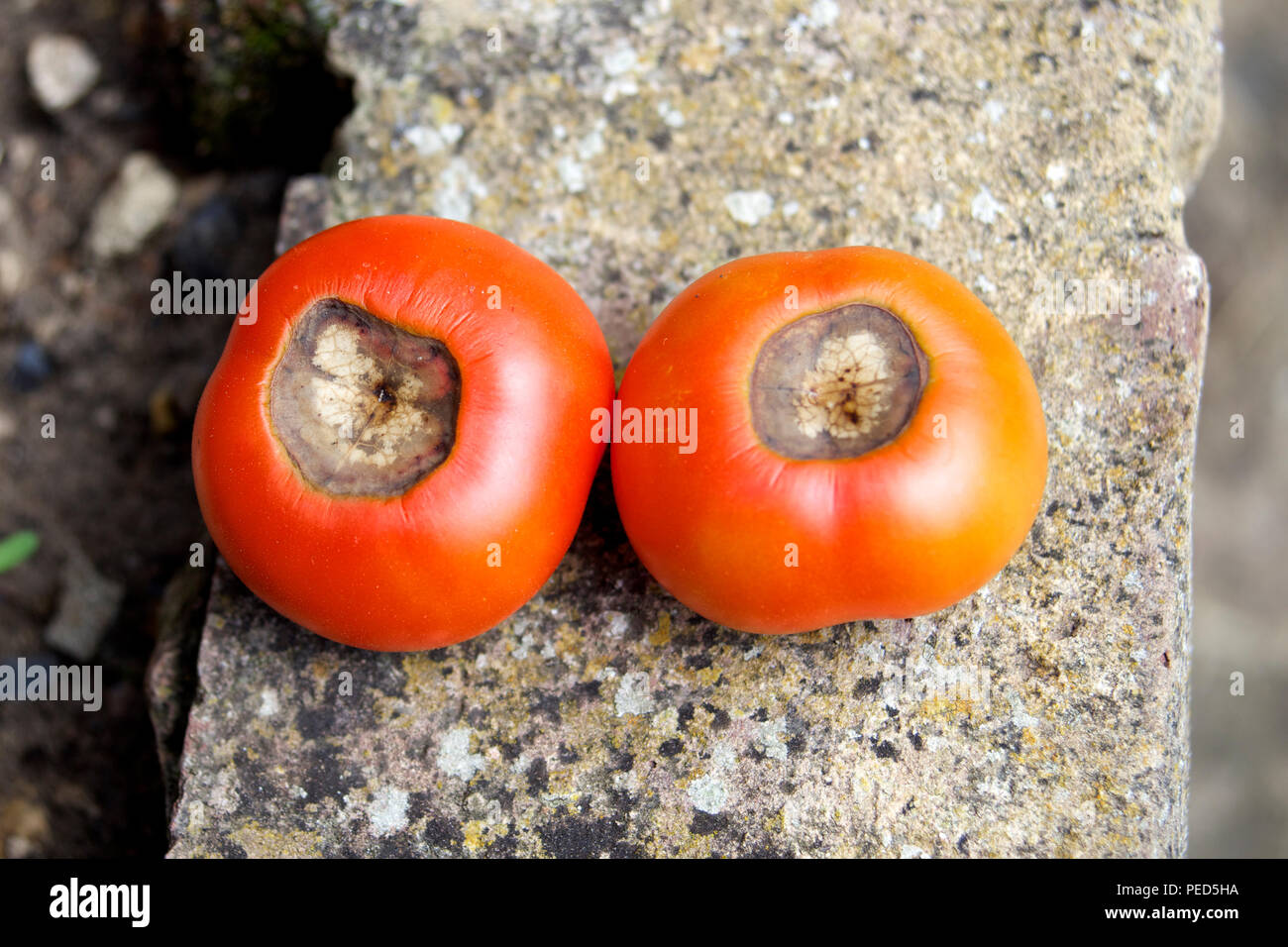 Blossom end rot tomato hires stock photography and images Alamy