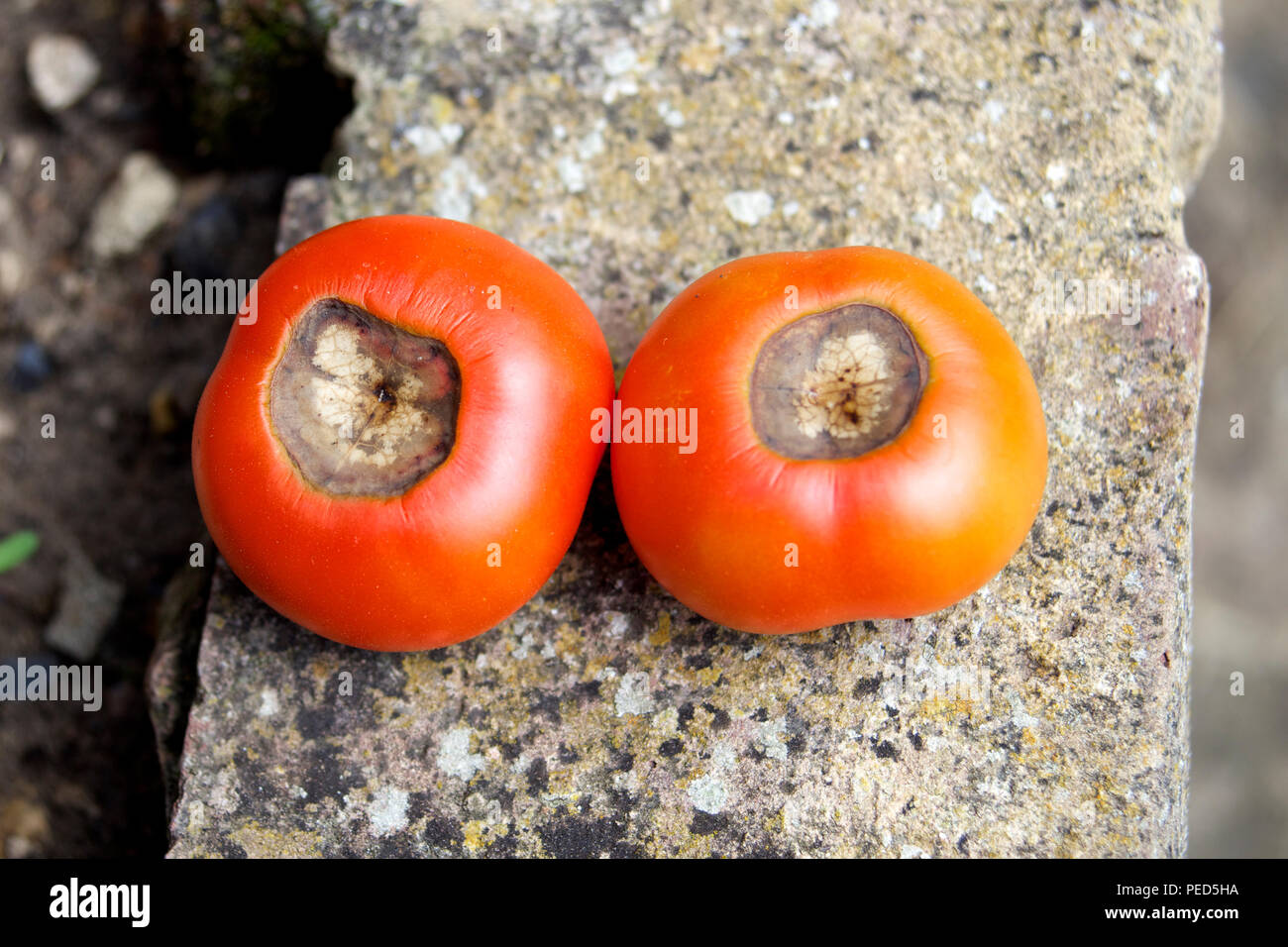 Tomatoes with Blossom End Rot or tomatoes with black bottoms were the blossom was. Stock Photo