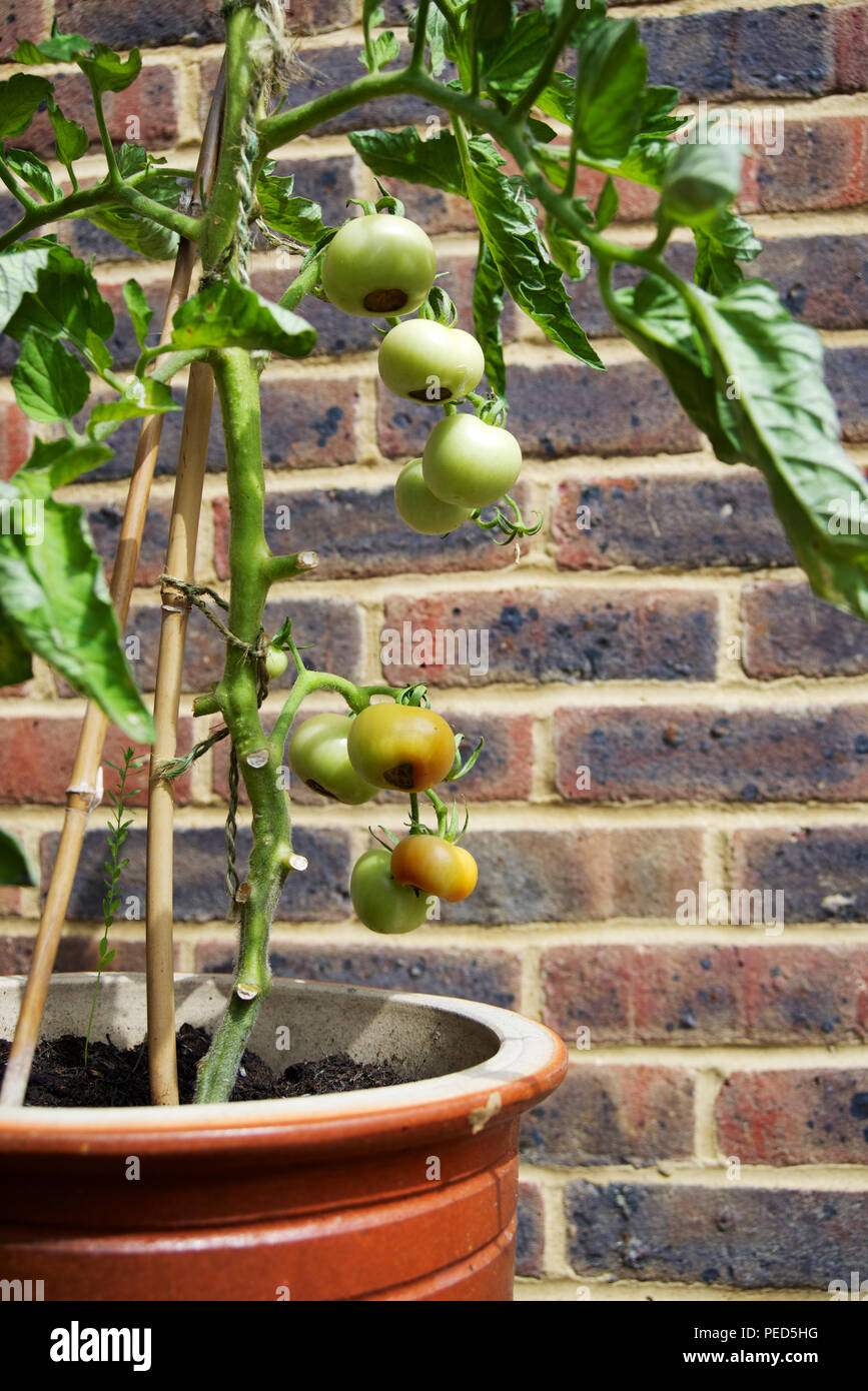 Tomatoes with Blossom End Rot or tomatoes with black bottoms were the blossom was. Stock Photo