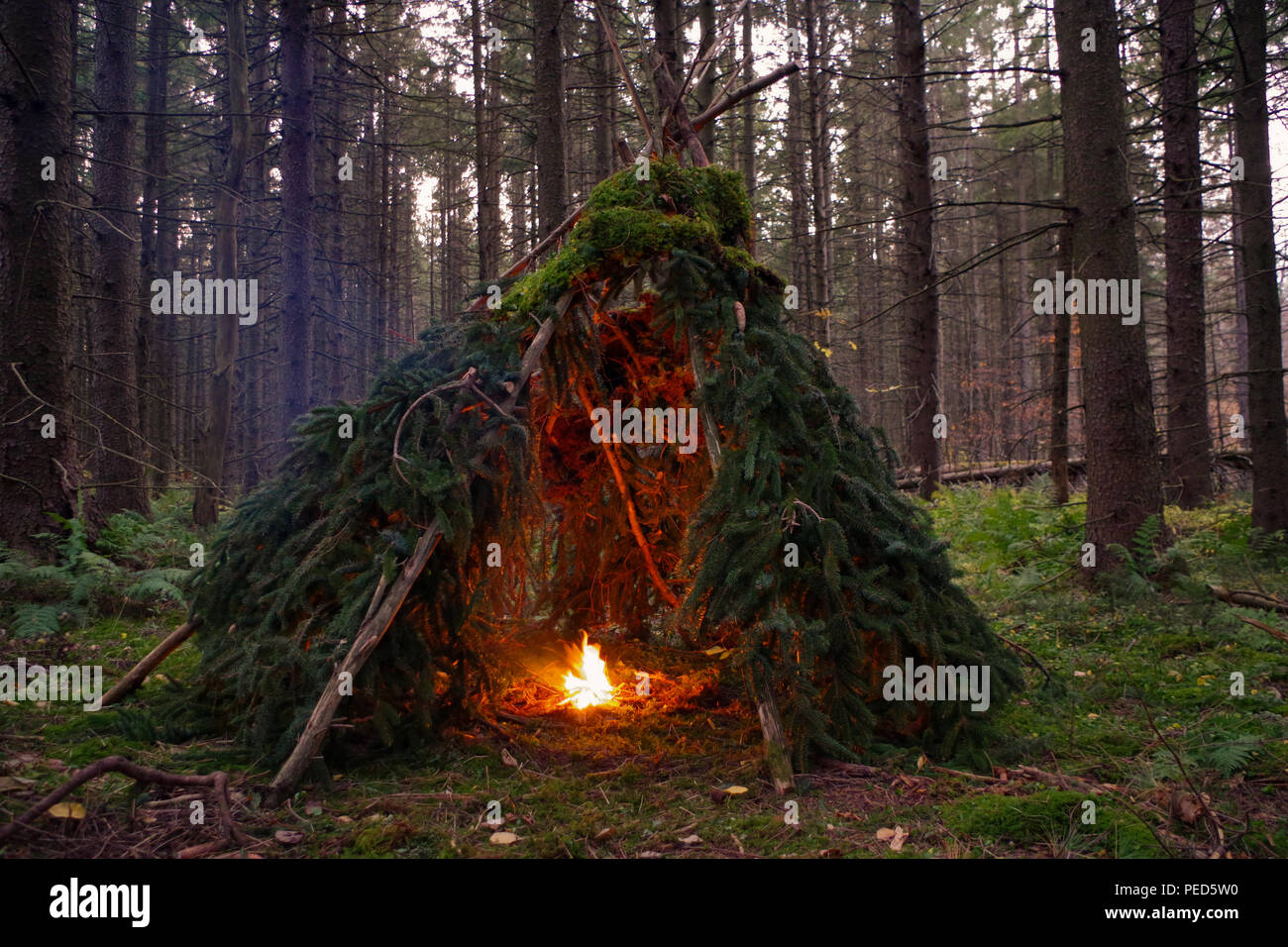 Primitive Bushcraft Wikiup / Teepee Survival Shelter with Campfire inside. This traditional spruce bough campsite is located in a forest wilderness Stock Photo