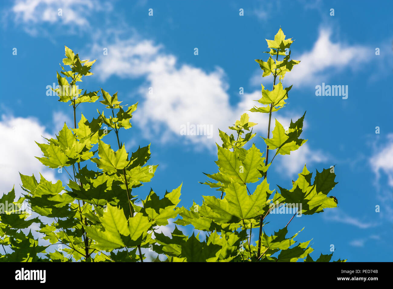 Maple leaves in a contoured light against a blue cloudy sky. Stock Photo