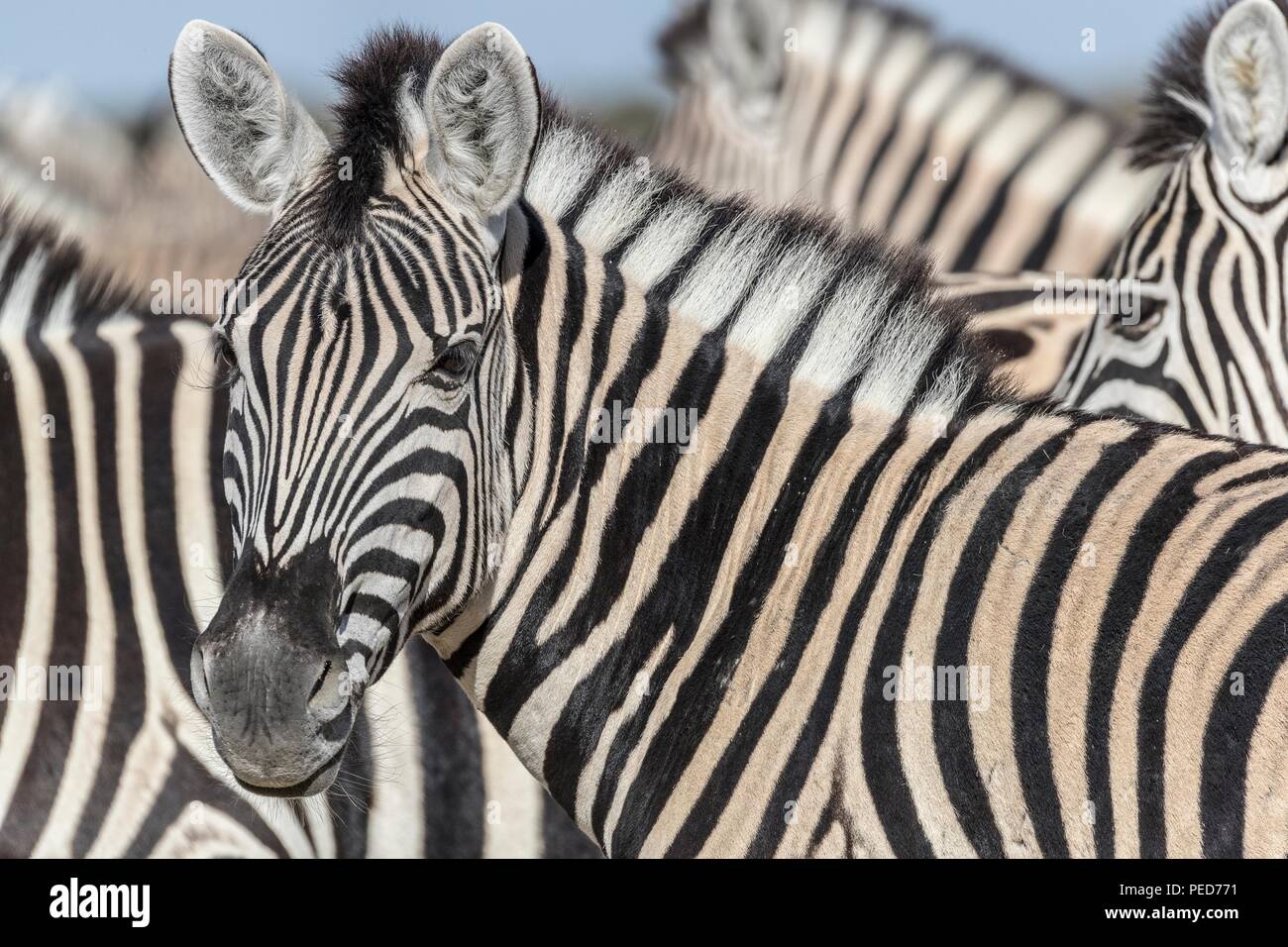 HartmannÕs Zebra are the larger of the two zebra found in Namibia and are similar in appearance to South AfricaÕs Cape Mountain Zebra, except bigger.  Stock Photo