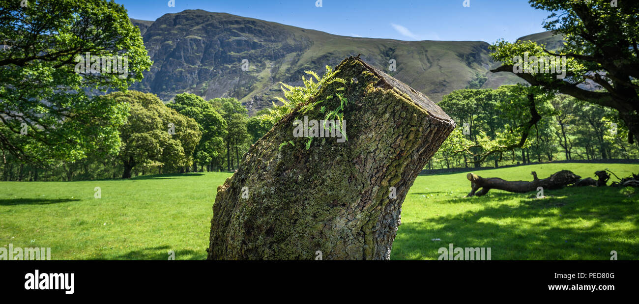 A tree stump with newly emerging fern in sunlight with hills at Wasdale, Cumbria, The Lake District, England, Uk. Stock Photo