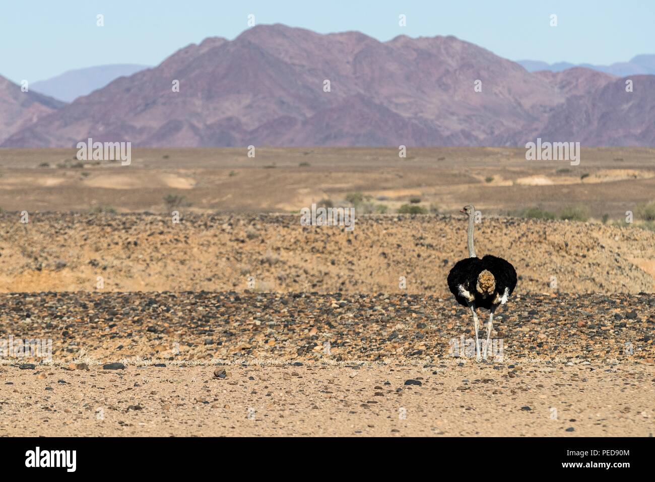 A single ostrich in the Namibia-Naukluft desert on the western side of  Namibia Stock Photo - Alamy