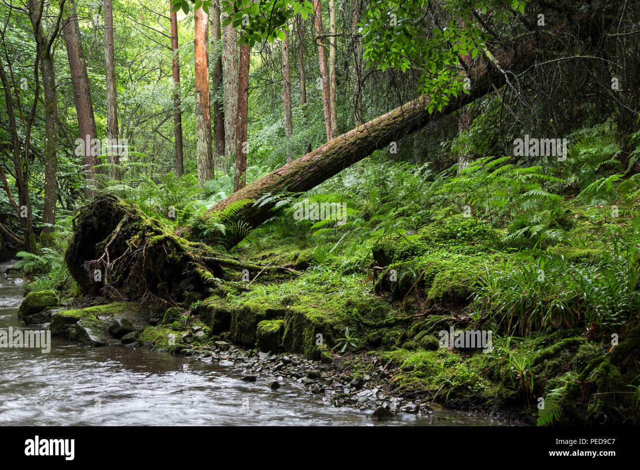 Fallen Tree Beside a Stream in a Rain Soaked North Pennine Woodland, Teesdale, County Durham, UK Stock Photo