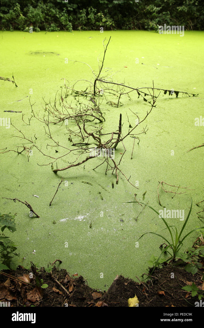 Blanket weed pond hi-res stock photography and images - Alamy