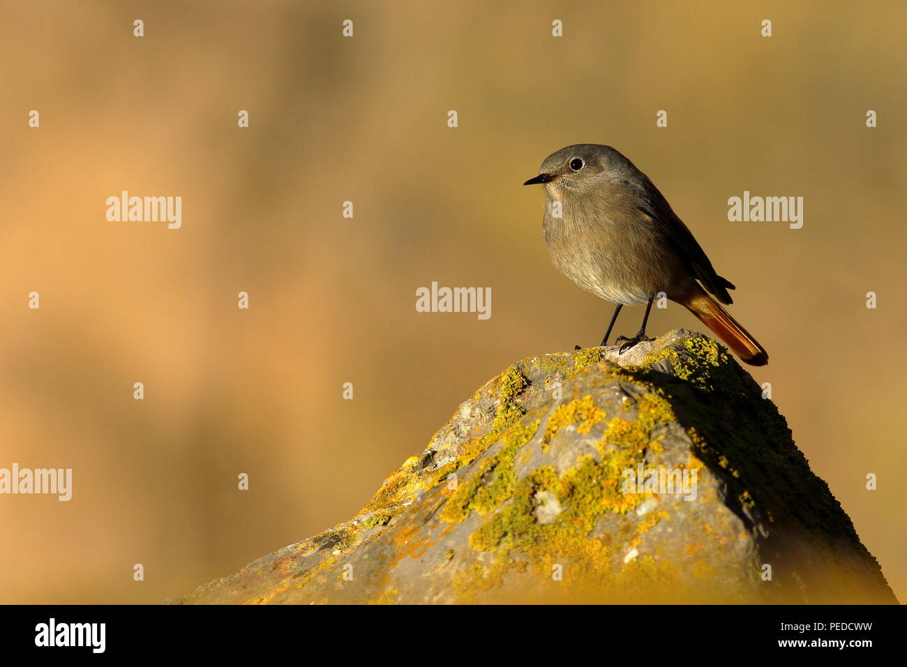 Perchin hi-res stock photography and images - Alamy