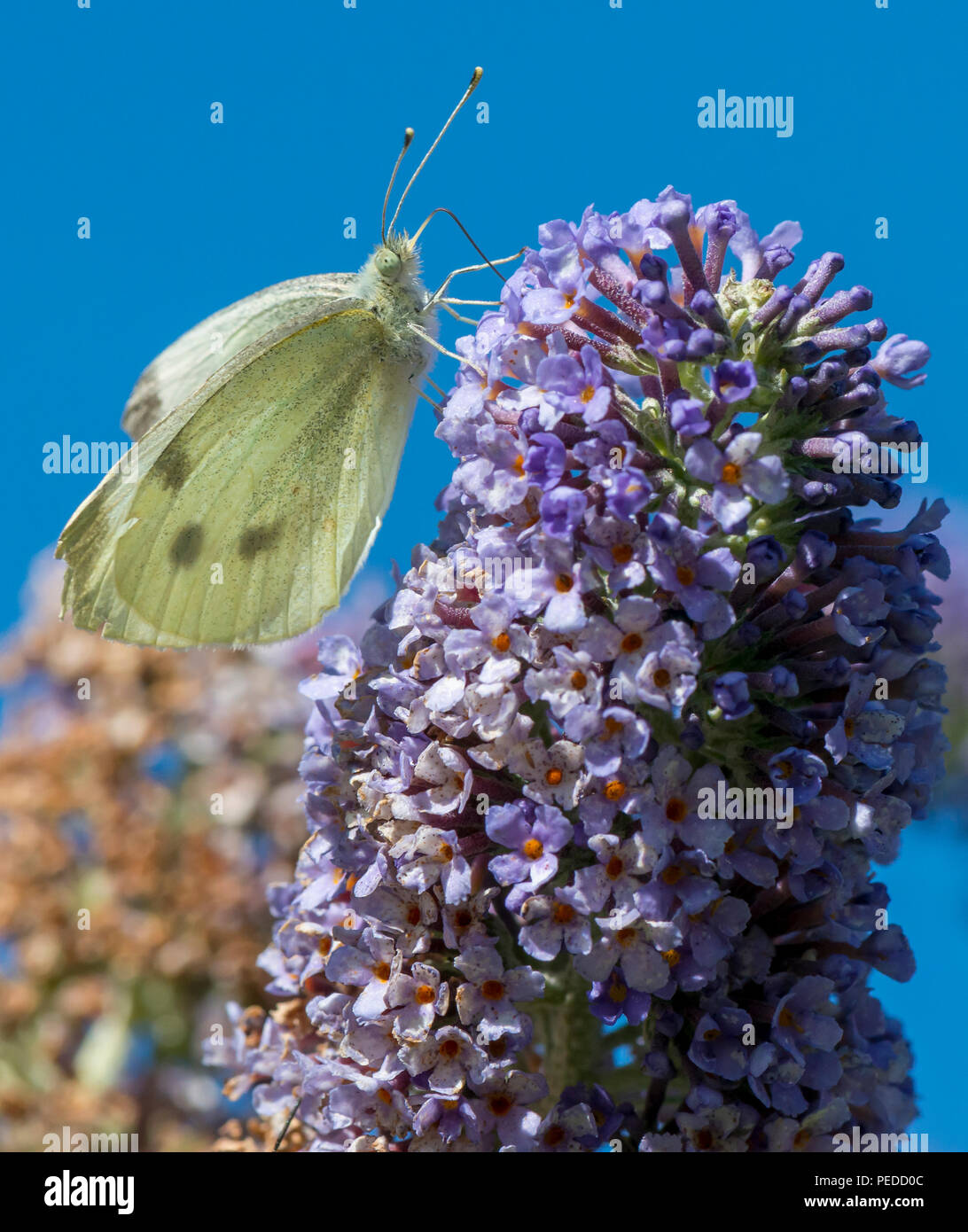 Large White Butteffly, UK Stock Photo