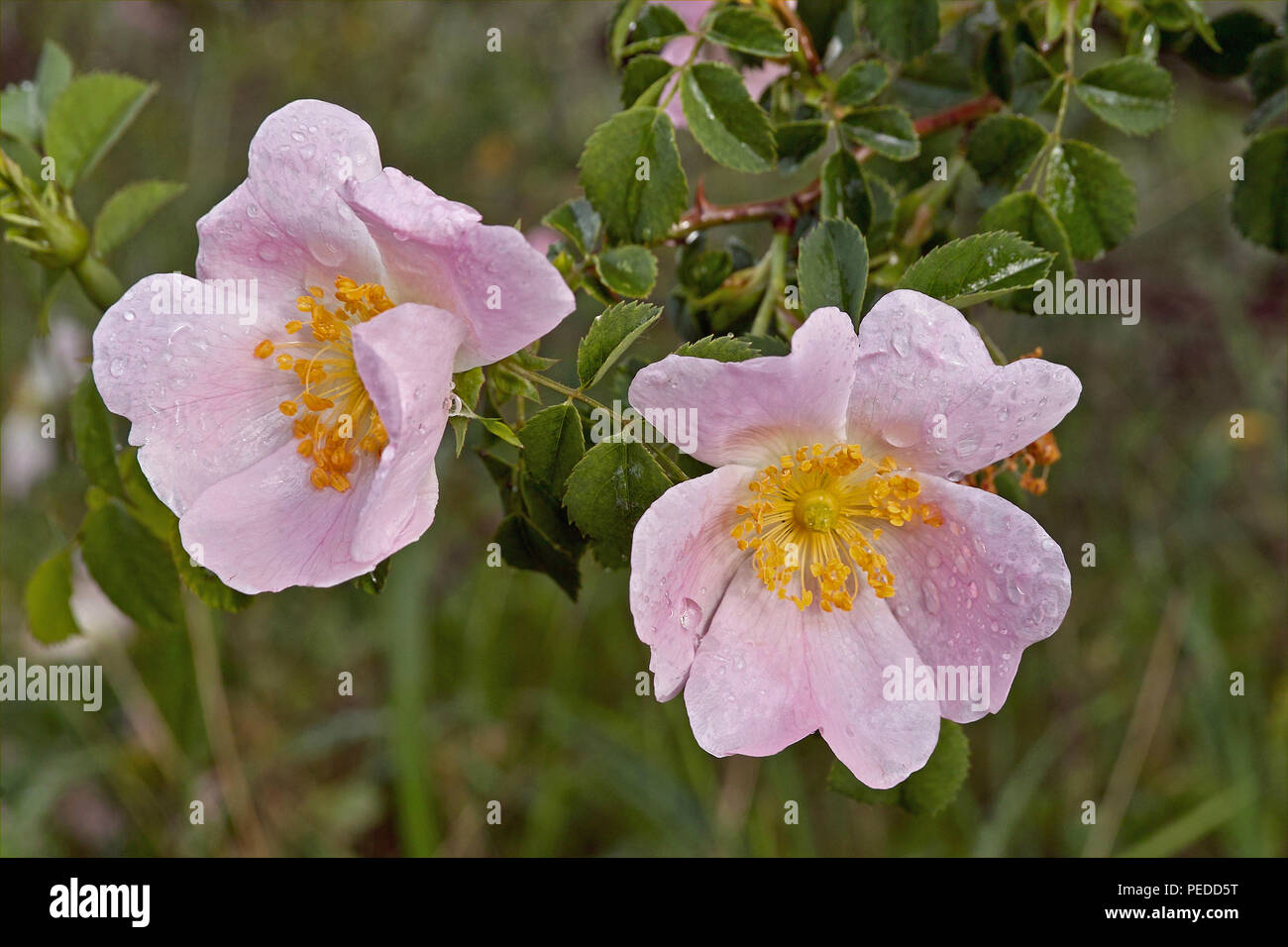 Rose with edible hips hires stock photography and images Alamy