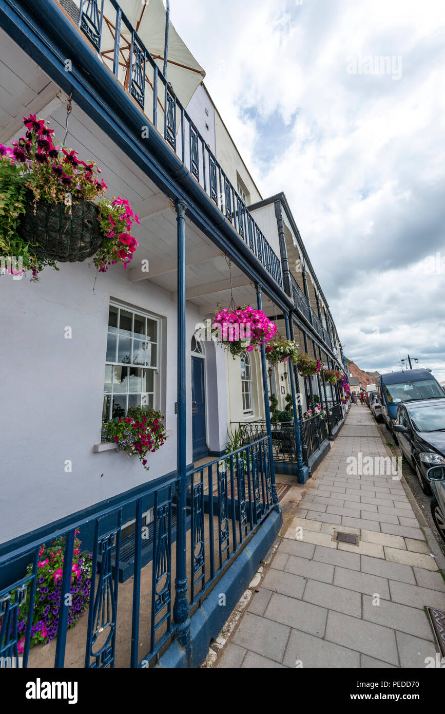 Devon flower hi-res stock photography and images - Alamy