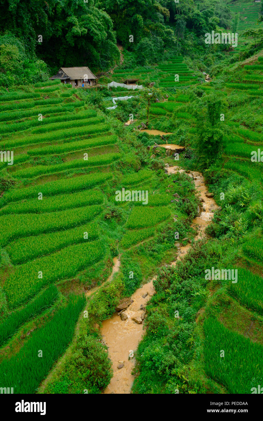 Reisfelder, Sa Pa, Vietnam Stock Photo