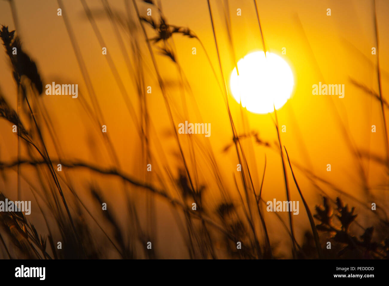 Grass silhouetted against the sun Stock Photo