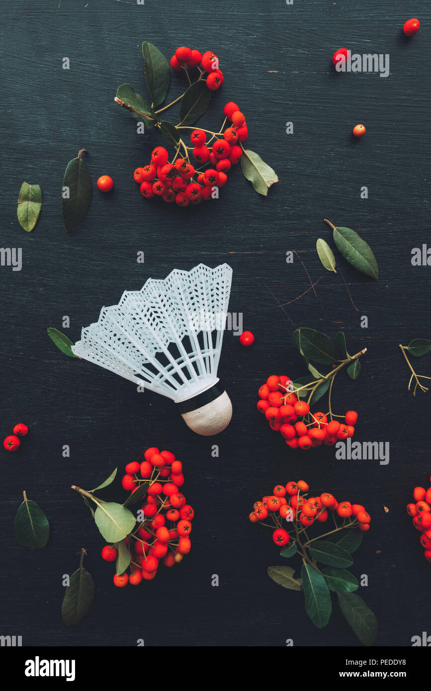 Flat lay badminton shuttlecock, top view of sports equipment with wild berry fruit arrangement Stock Photo