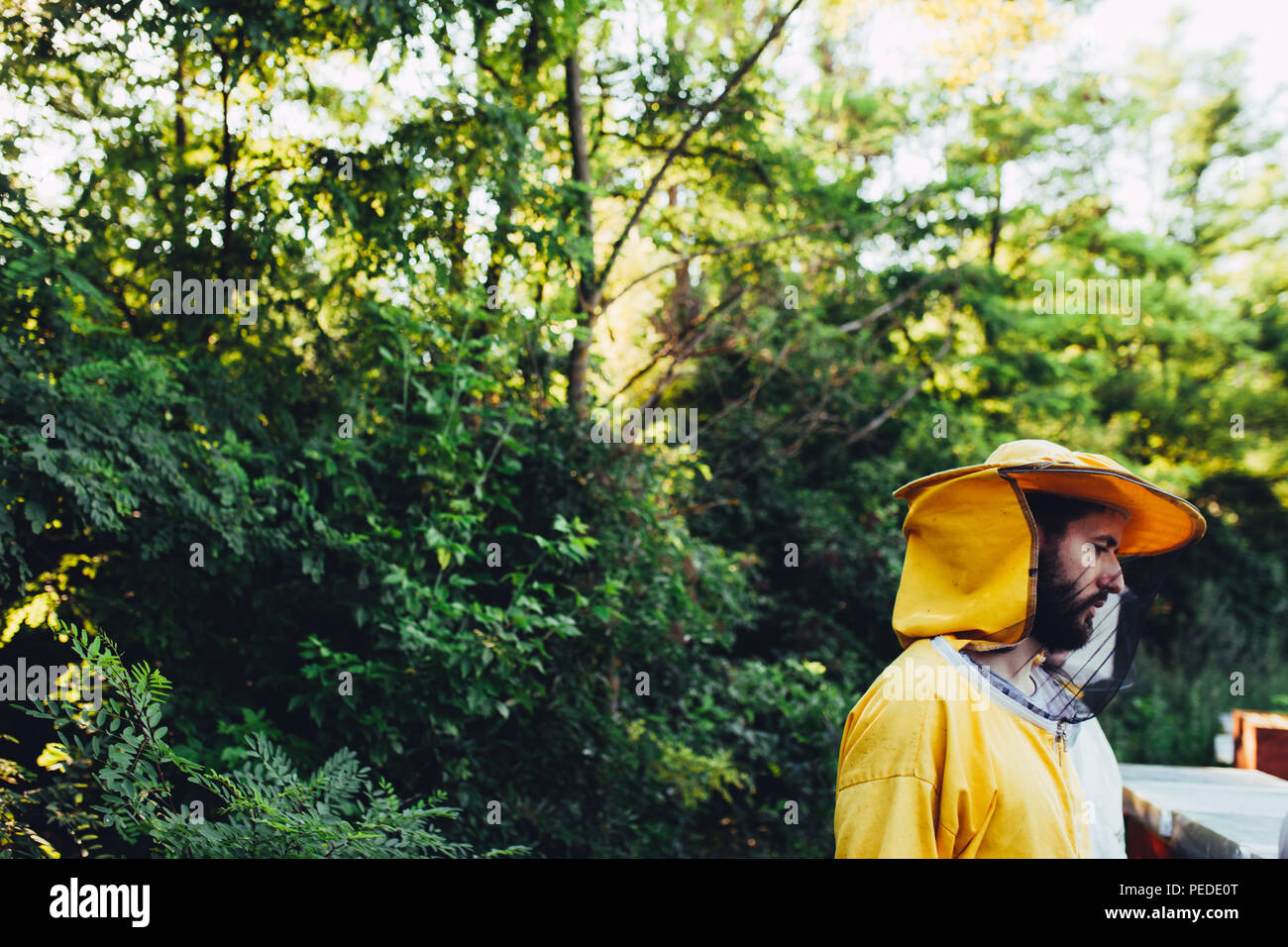 Sunset light on a apiary and beekeeper in a protective suit Stock Photo