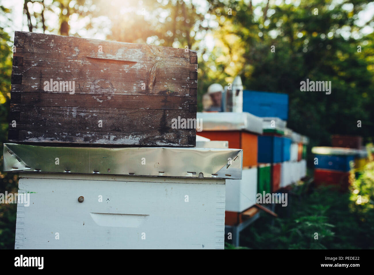 Honeycomb closeup with nice sunset light on apiary Stock Photo