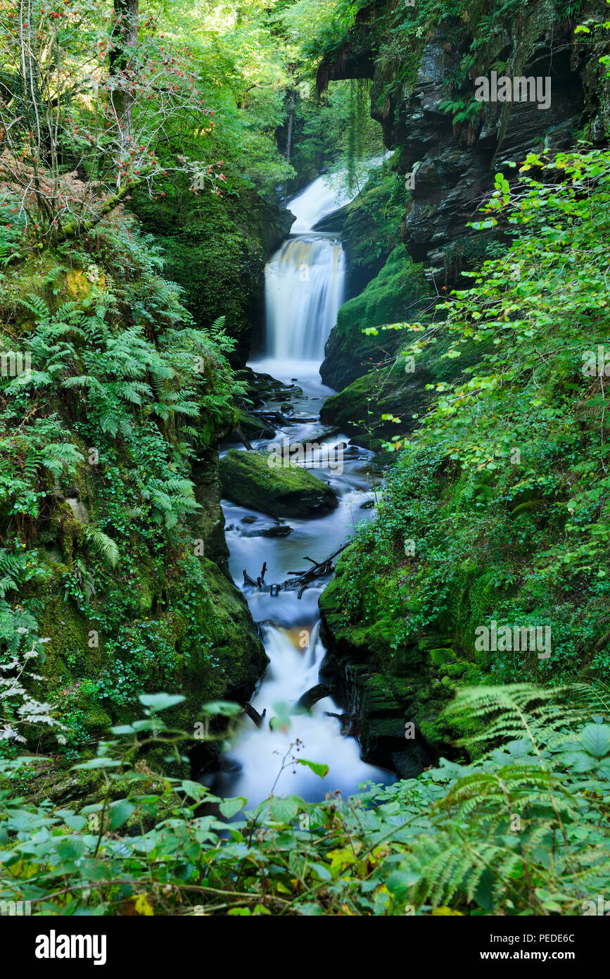 Afon Cynfal flowing through the Ceunant Cynfal National Nature Reserve to the south of Afon Cynfal flowing through the Ceunant Cynfal National Nature Reserve to the south of