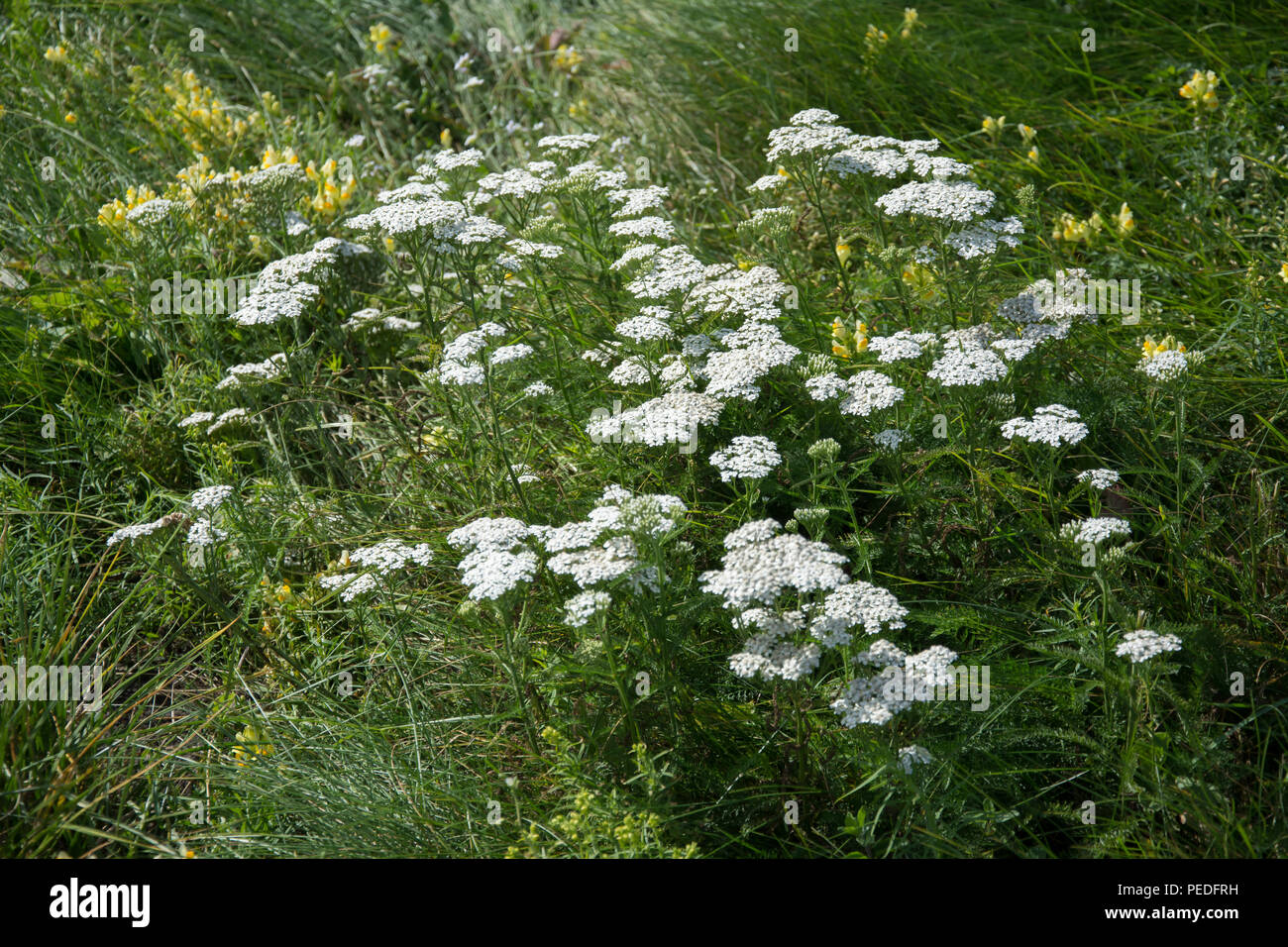 Big cluster of milfoil flowering plants on a green meadow with yellow Antirrhinum in the background Stock Photo