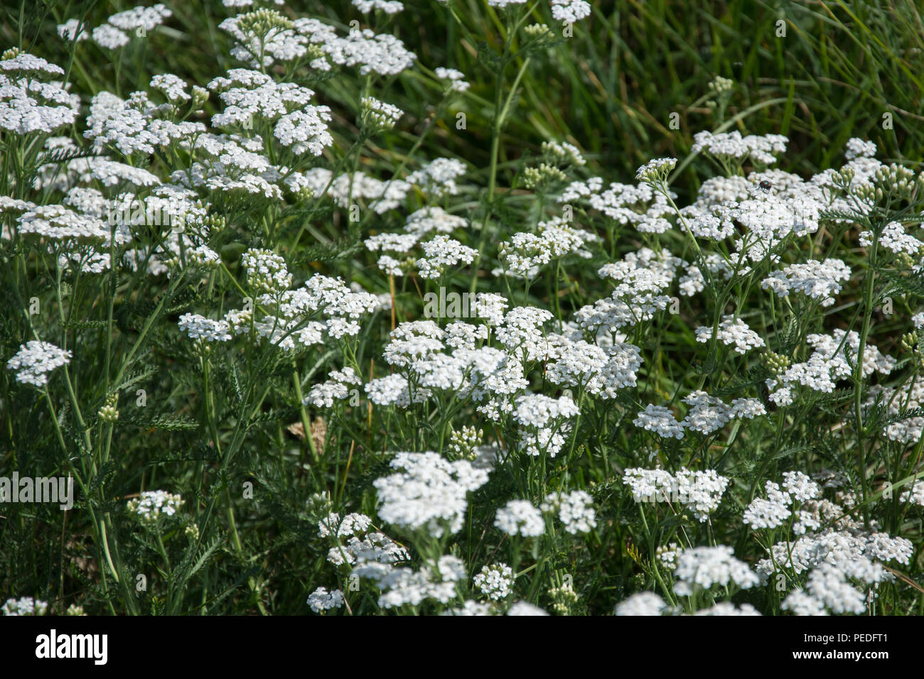Big cluster of milfoil flowering plants on a green meadow Stock Photo