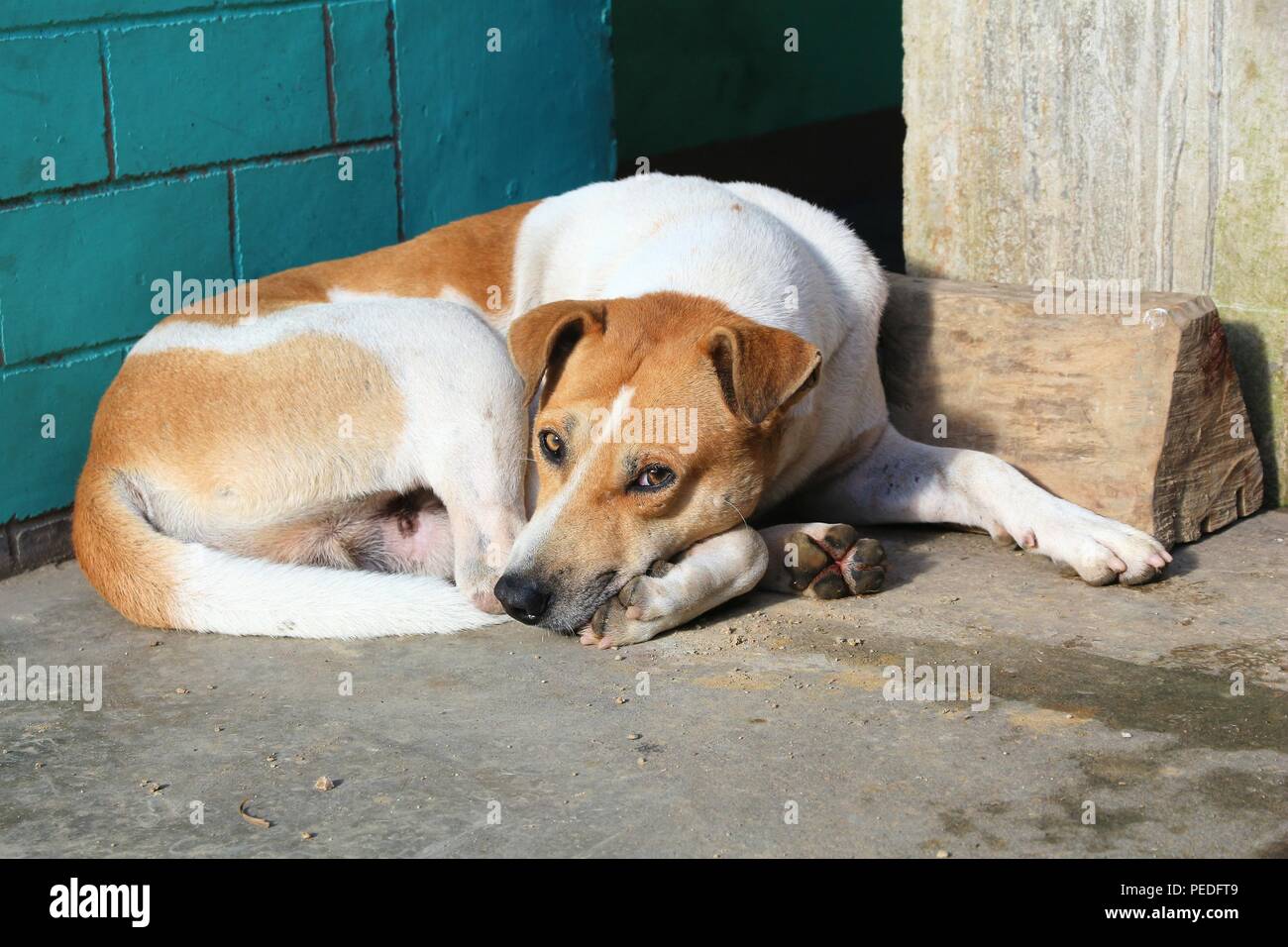 Mixed breed dog with white and brown spots. Resting in the sun. Stock Photo