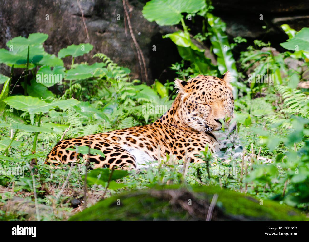 Leopard Panthera pardus resting in middle of green nature with closed eyes Stock Photo