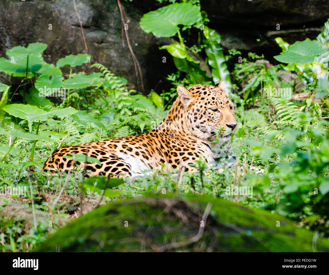 Leopard Panthera pardus resting in middle of green nature with open closed eyes Stock Photo