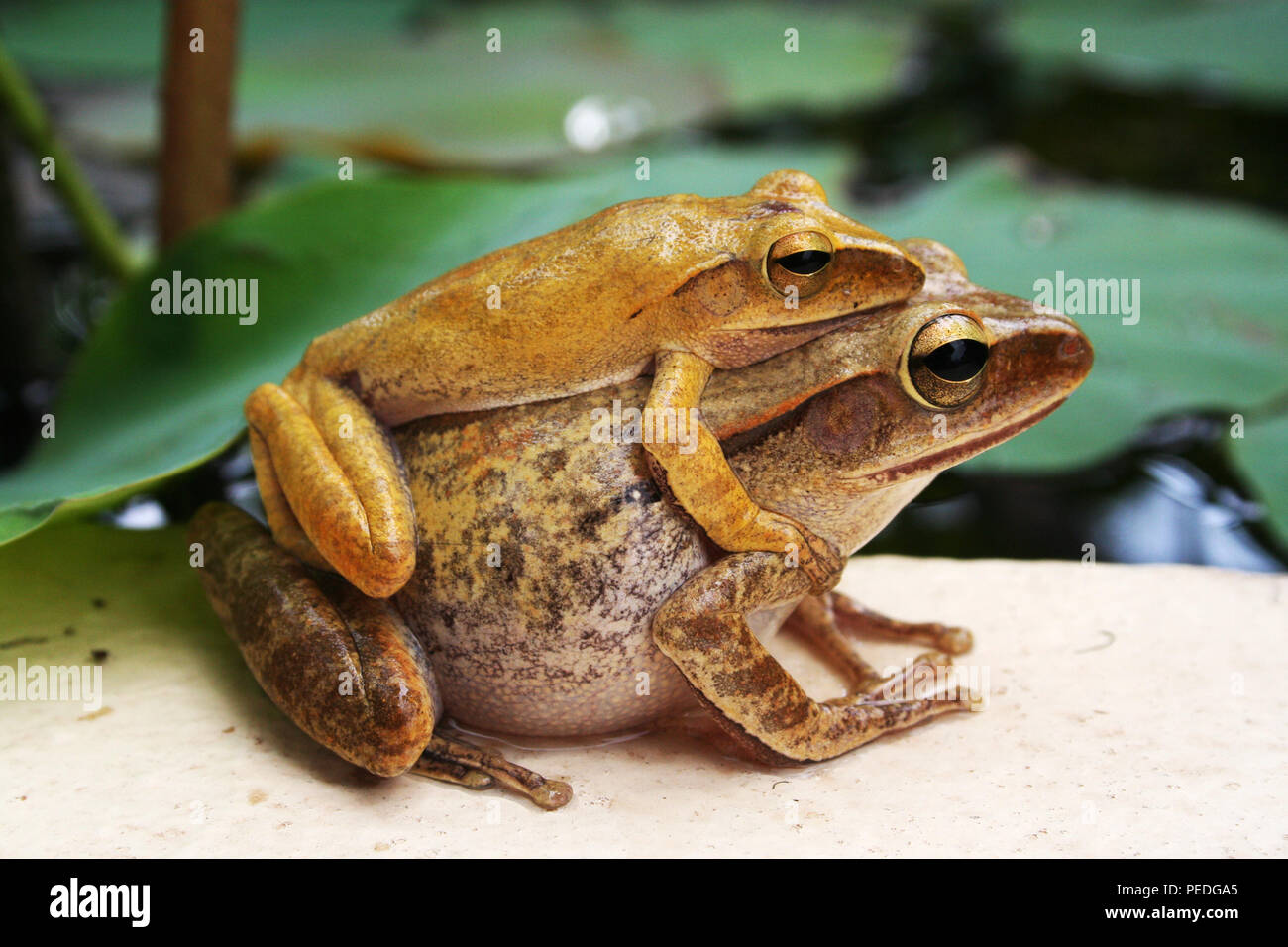 Tree Frogs mating, Siem Reap, Cambodia Stock Photo