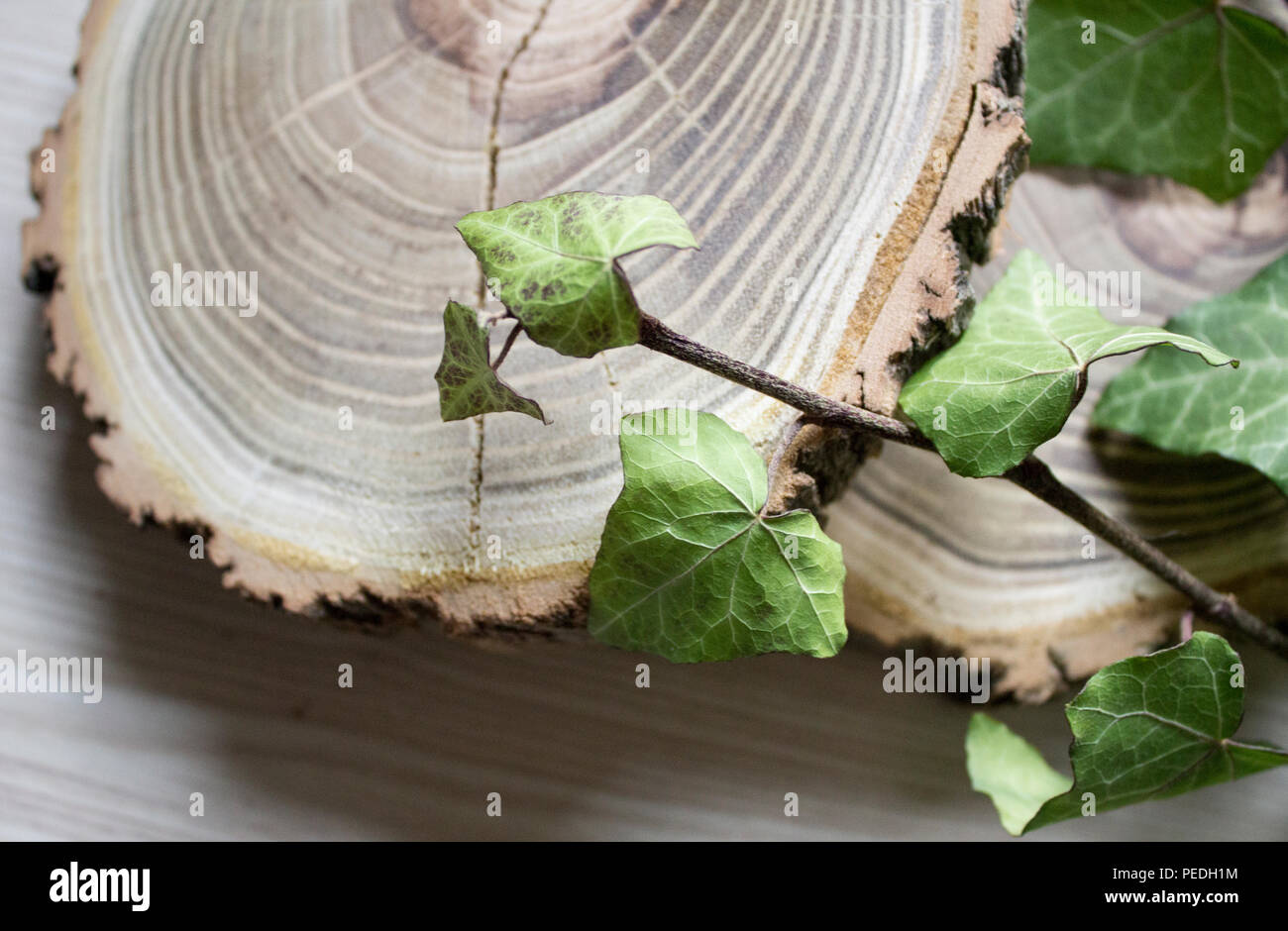 The cut trees and branches of ivy. Stylish decoration. Vintage Stock Photo