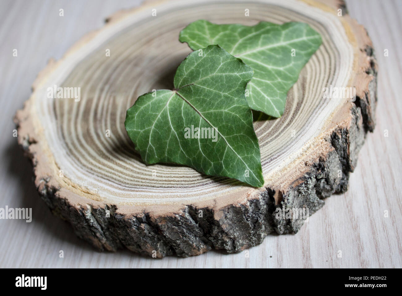 The cut trees and branches of ivy. Stylish decoration. Vintage Stock Photo