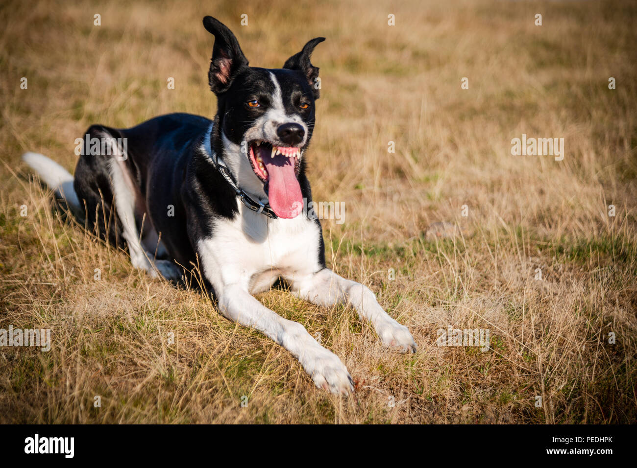 white dog funny