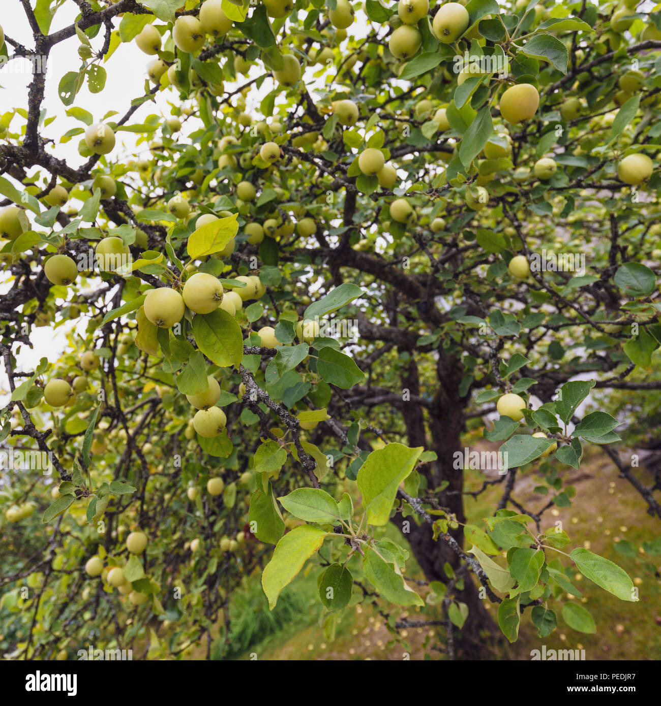 Garden apple trees hires stock photography and images Alamy