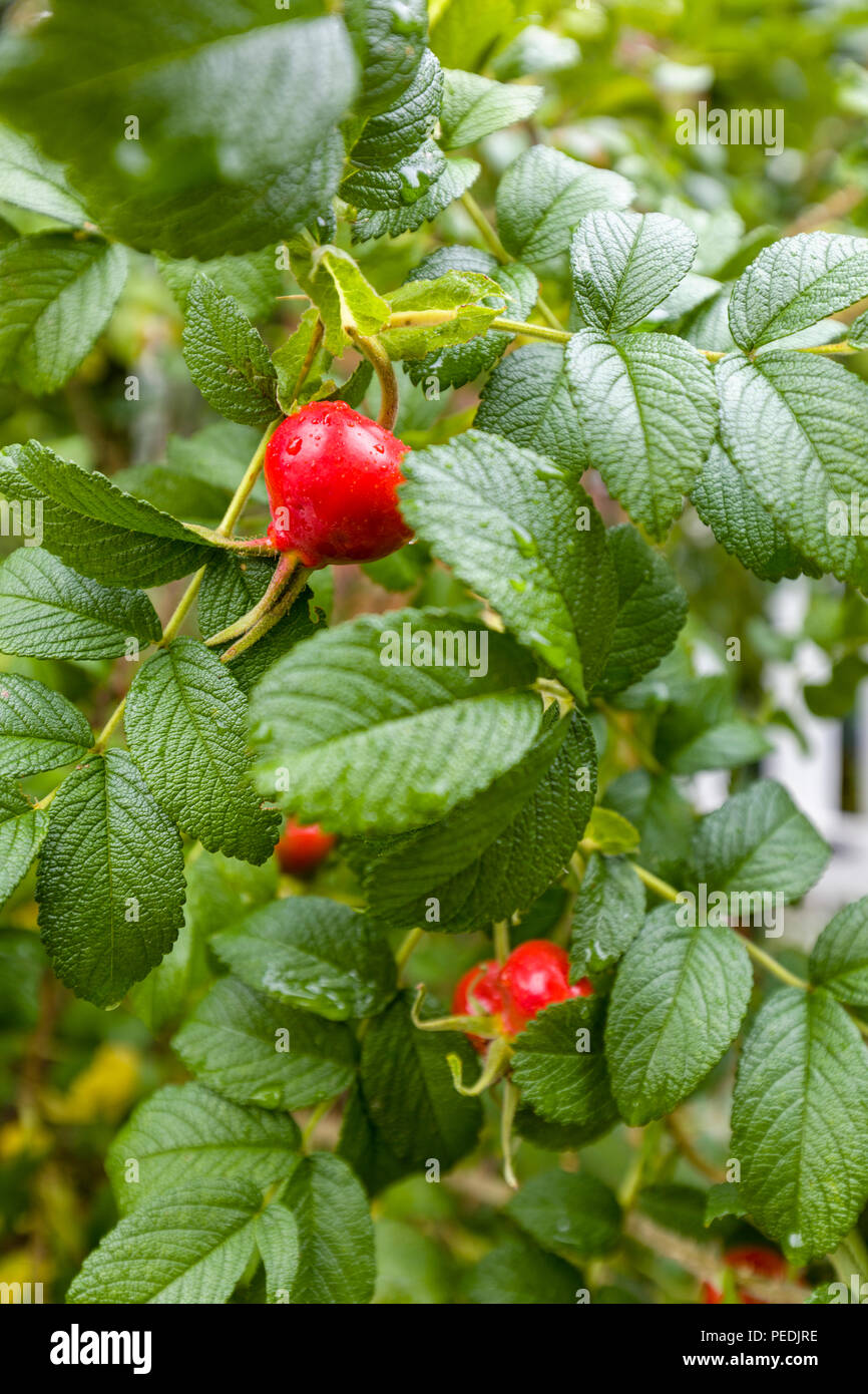 Close Up View Of Rose Hip Or Rosehip Aka Rose Haw Or Rose Hep Fruit Stock Photo Alamy Close Up View Of Rose Hip Or Rosehip Aka Rose Haw Or Rose Hep Fruit Stock Photo Alamy