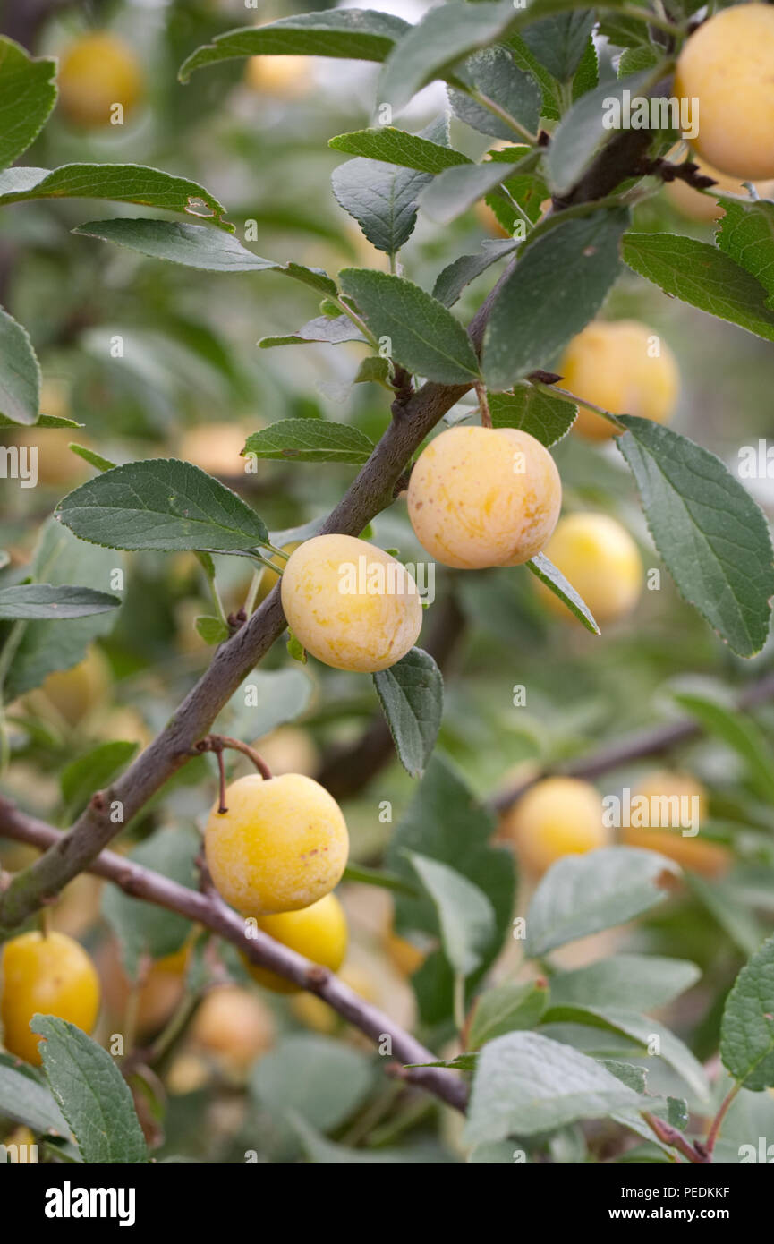 Prunus insititia 'Mirabelle de Nancy' . Plum 'Mirabelle de Nancy' fruit. Stock Photo