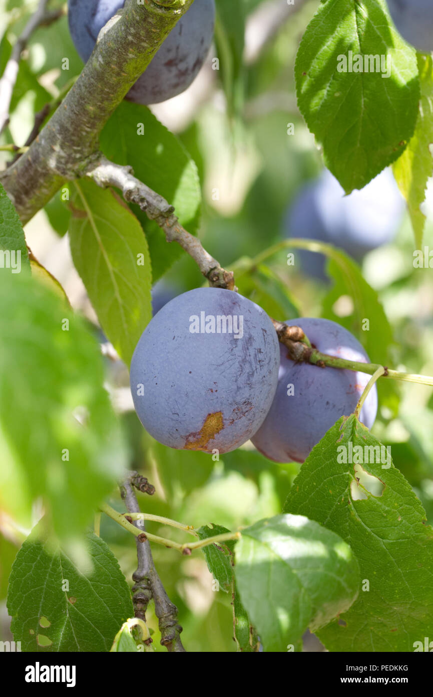 Prunus domestica fruit. Plums on a tree. Stock Photo