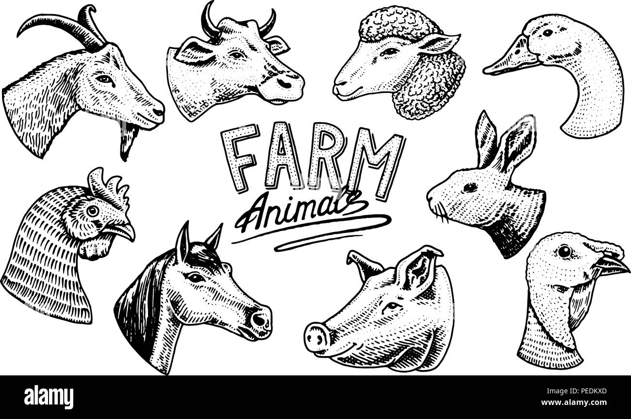 Farm animals. Head of a domestic horse pig goat cow alpaca llama rabbit sheep. Logos or emblems for signboard. Set of icons for the menu. engraved hand drawn in old sketch vintage style. Stock Vector