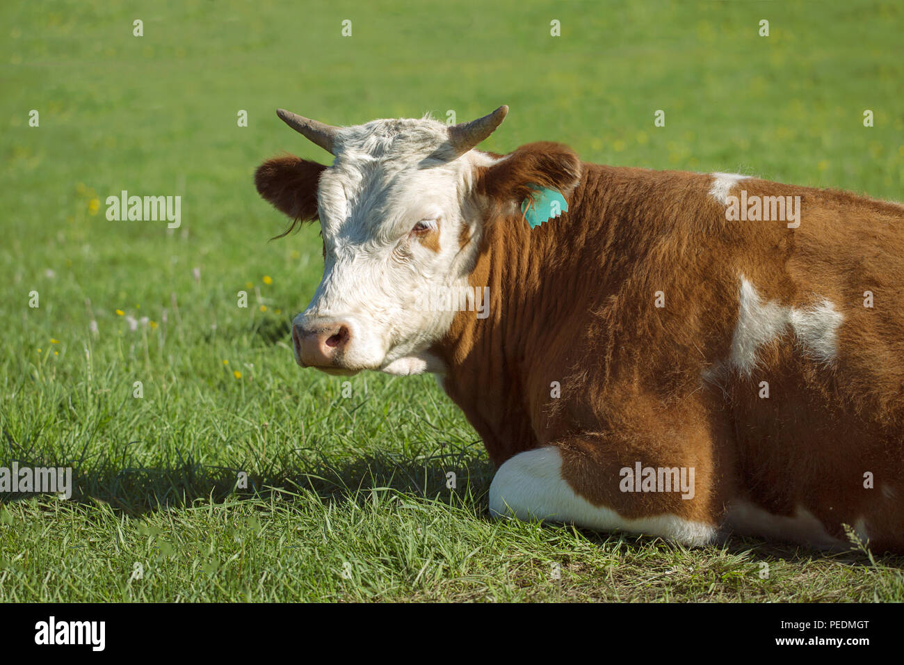 Cow lay on a meadow in succulent grass Stock Photo Alamy