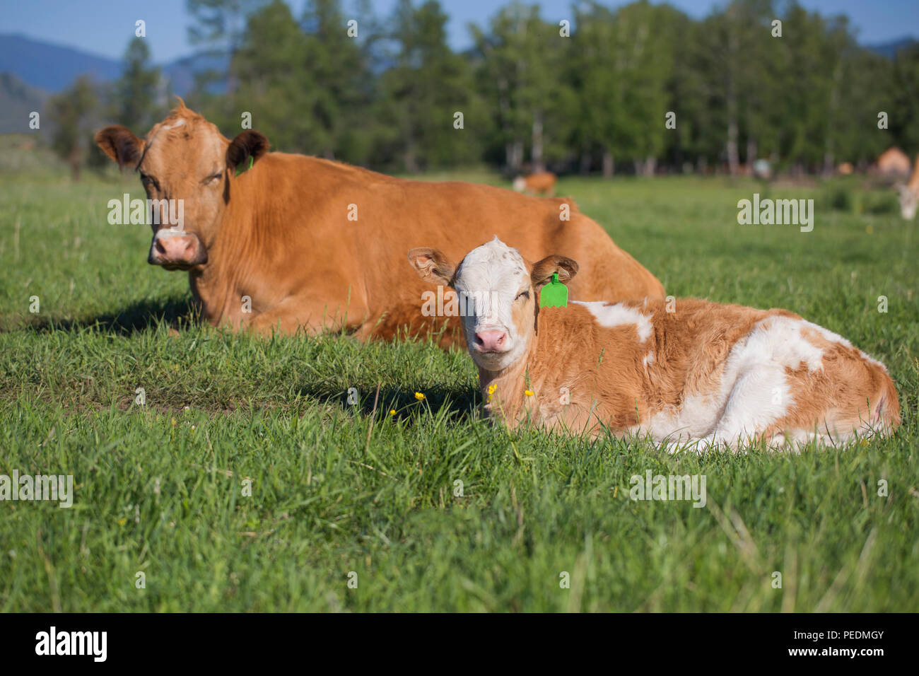 Cow and calf lay on a meadow in succulent grass Stock Photo - Alamy