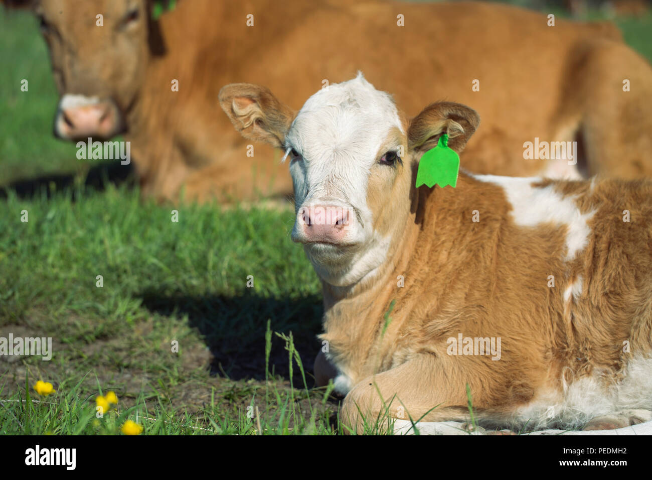 Cow and calf lay on a meadow in succulent grass Stock Photo Alamy