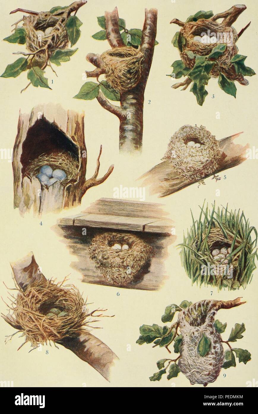 Color illustration of the nests and eggs of nine birds, including the red-eyed vireo (Vireo olivaceus) the American redstart (Setophaga ruticilla) the American goldfinch (Spinus tristis) the bluebird (genus Sialia) the hummingbird (family Trochilidae), the phoebe (genus Sayornis), the meadowlark (genera Sturnella and Leistes), the blue jay (Cyanocitta cristata) and the Baltimore oriole (Icterus galbula), 1919. Courtesy Internet Archive. () Stock Photo