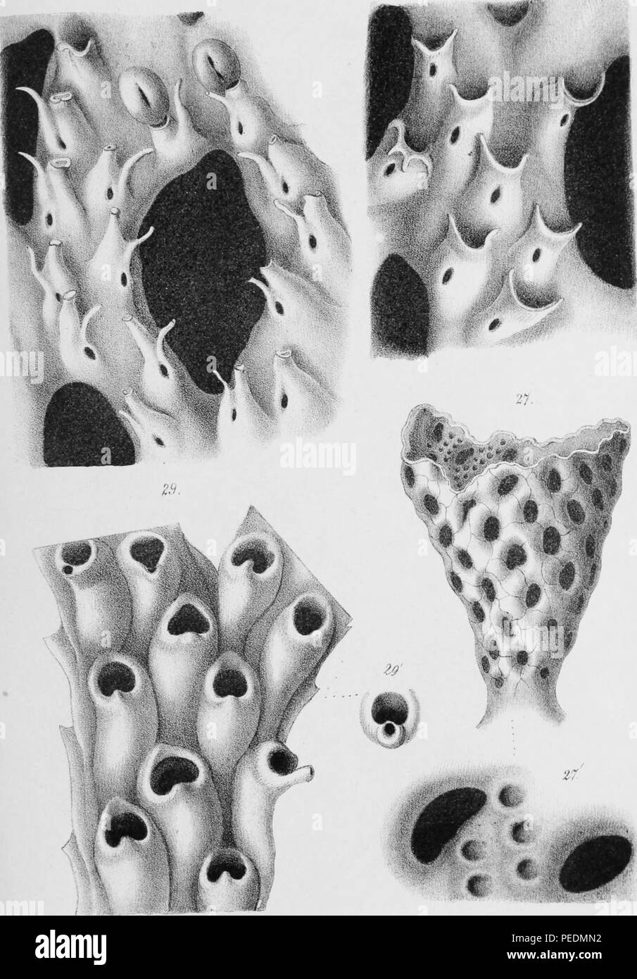 Black and white illustration of several types of bryozoans (entoprocts) aka 'moss animals' a phylum of microscopic, aquatic invertebrates, depicted here are Retepara Cellulosa Lame and Cellepora Ramulosa Linn, 1861. Courtesy Internet Archive. () Stock Photo