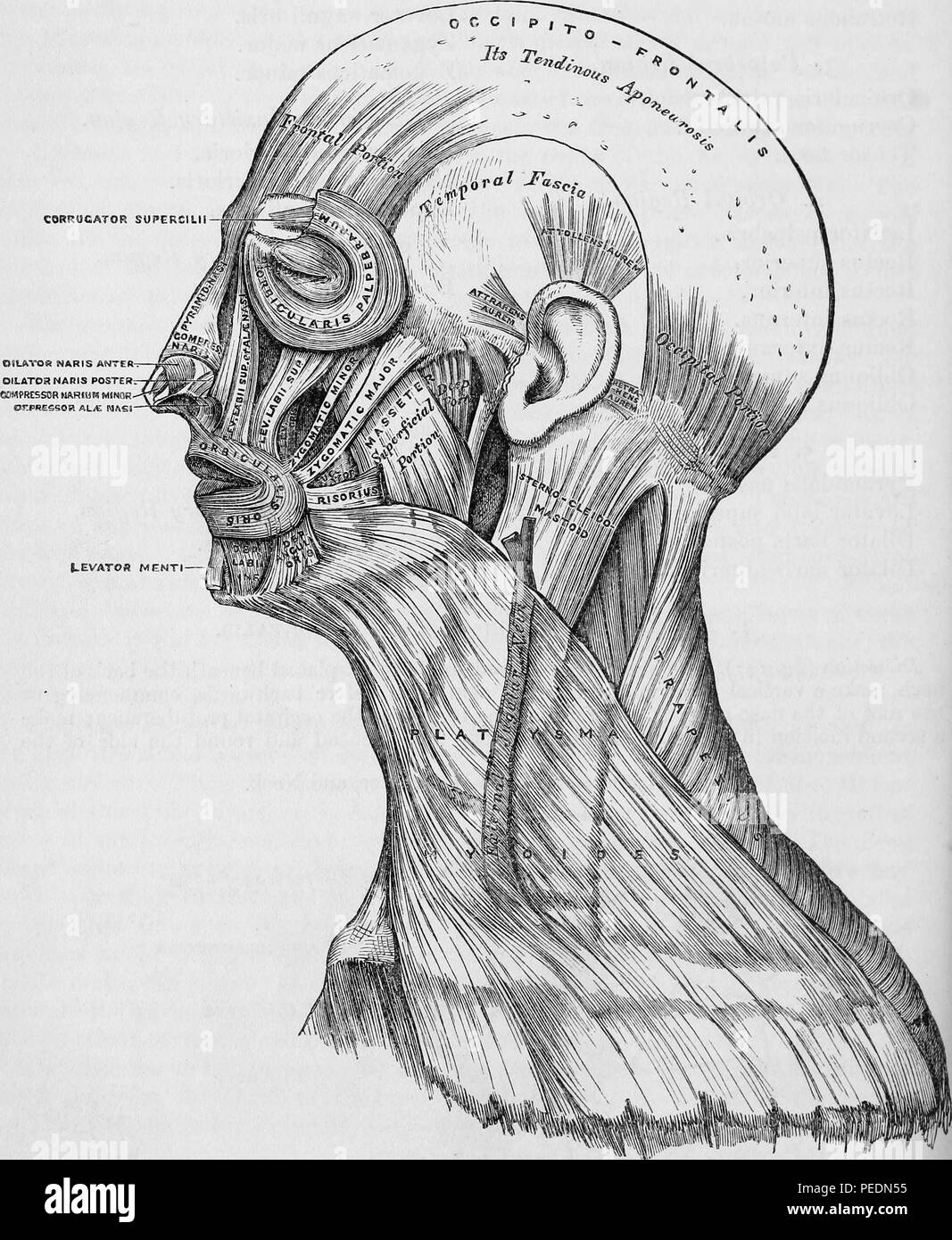 Black and white print illustrating a section of a human head with labels identifying the muscles of the head, face, and neck, 1860. Courtesy Internet Archive. () Stock Photo
