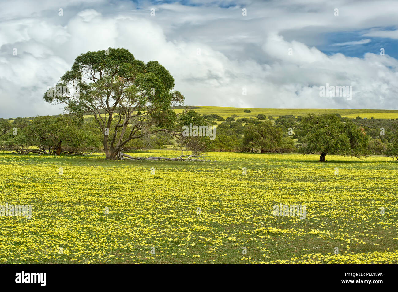 Wildflowers in Lesueur National Park, Western Australia, Australia Stock Photo
