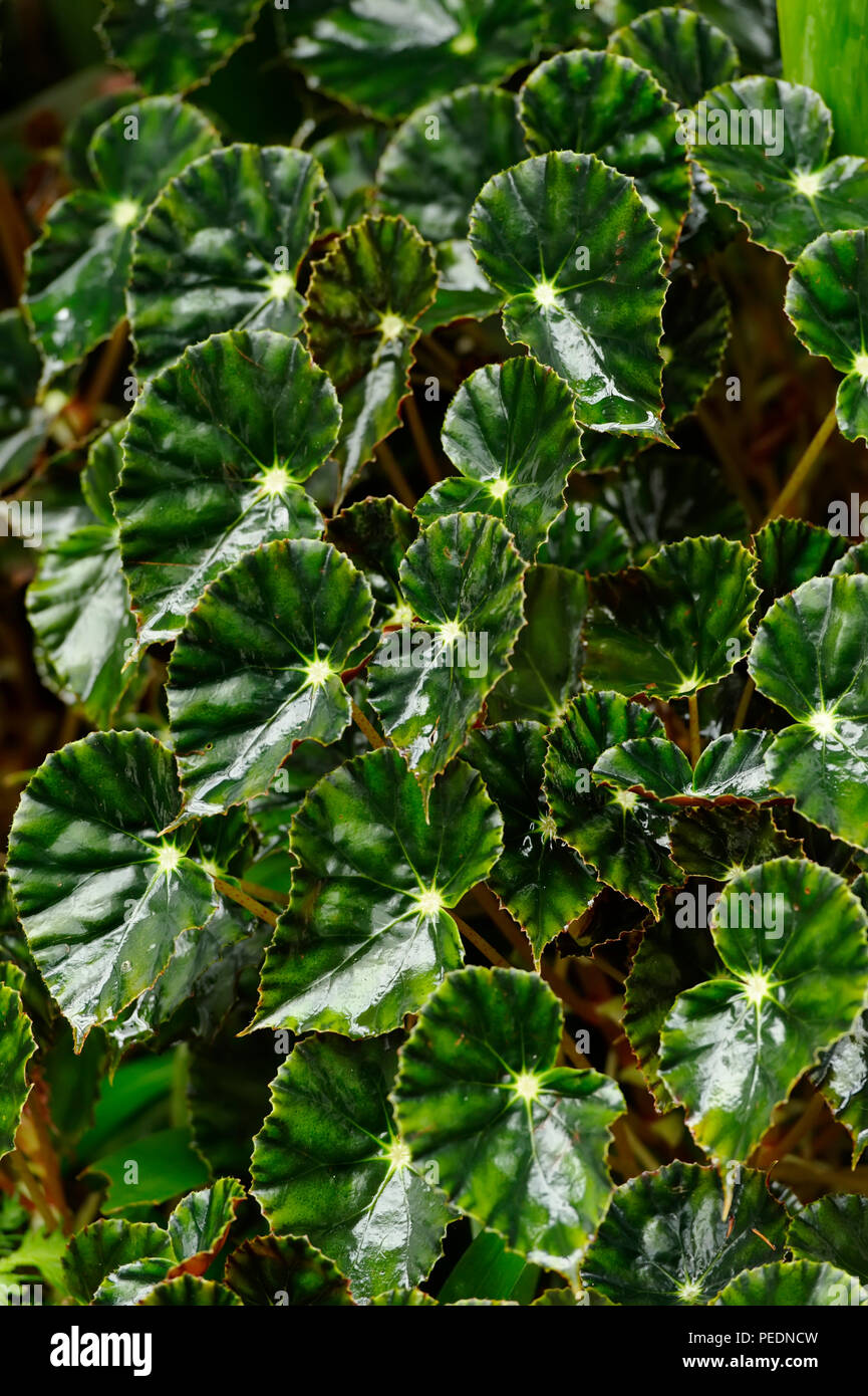 Tropical plant, Botanical Gardens, Singapore Stock Photo Alamy